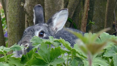 You can't see me. You can't see me