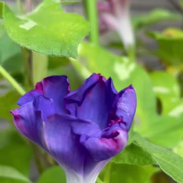 My morning glory blooms
