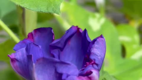 My morning glory blooms