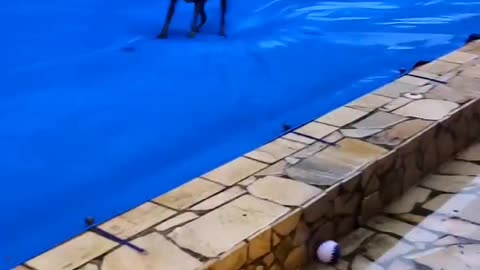 Funny dog
