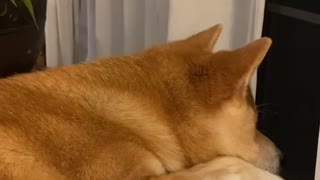 #hachi #dog #shibainu