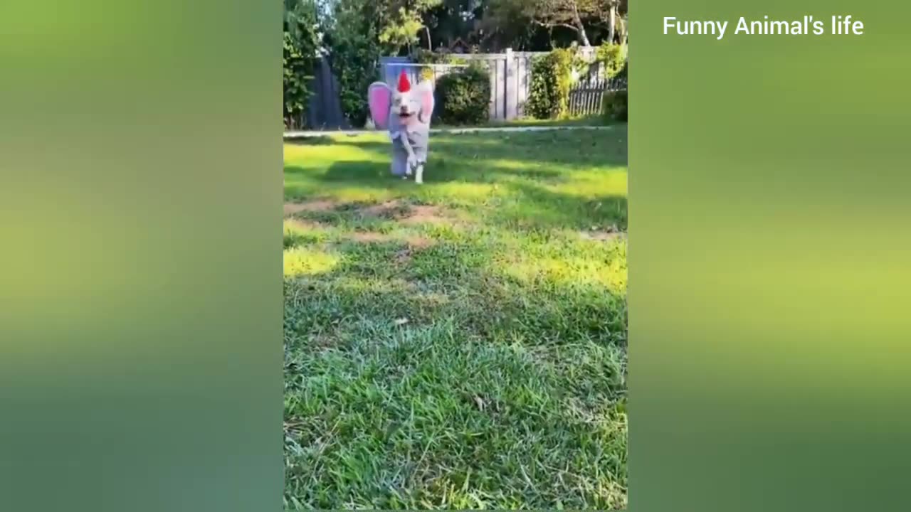 Funniest Animals 2023 😂 Funny Cats and Dogs