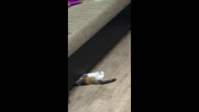 Funny Cat Will Make You Laugh #2 😂 Goldi under the couch 😂 #Shorts