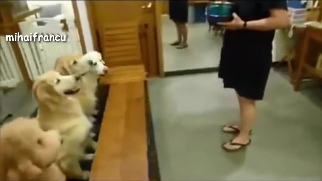 Dogs Praying before Eating and their Funny Discipline.