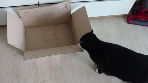 The cat found the box.