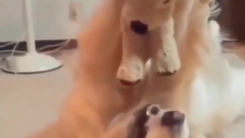 Funny Dog reaction