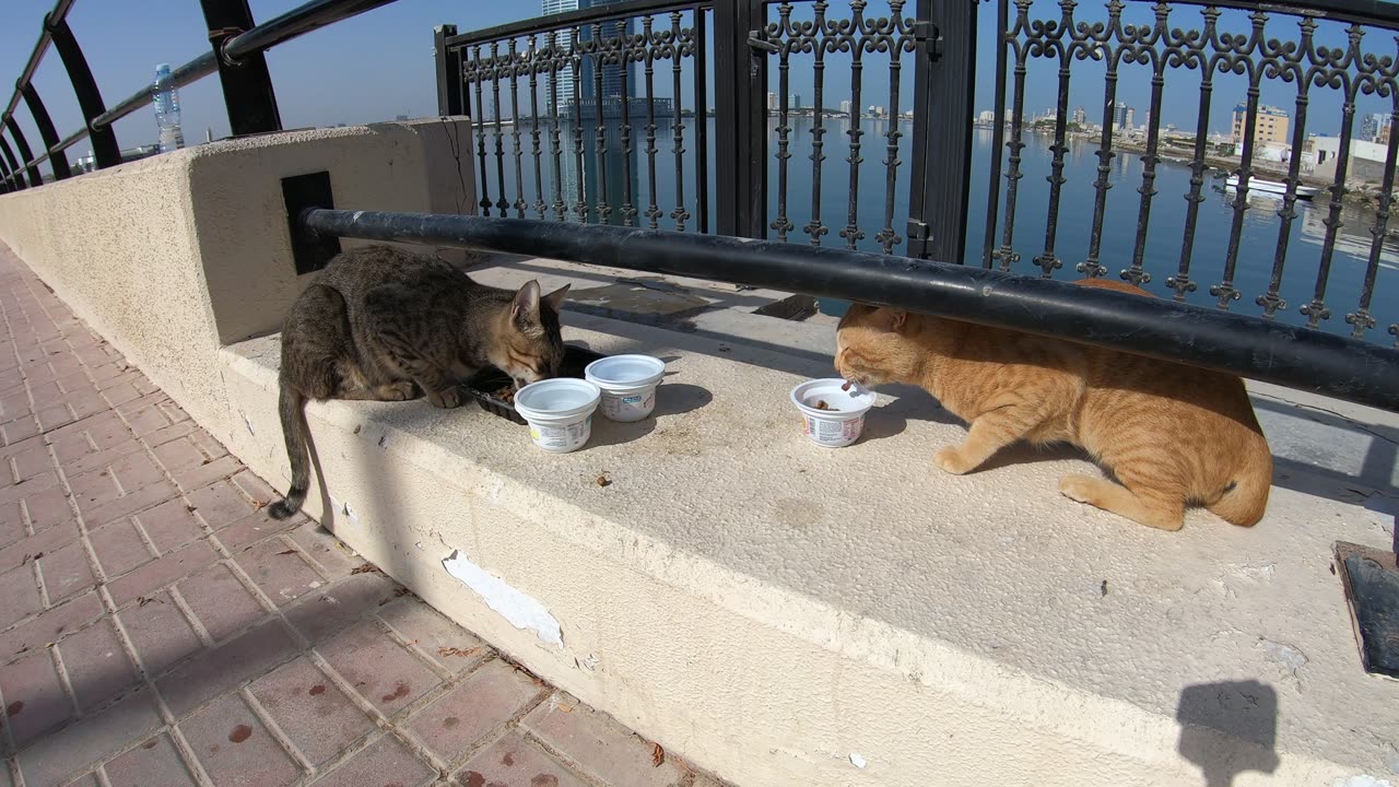 MICHAEL JACKSON & ED SHEERAN - Homeless cats in Ras Al Khaimah, UAE #cat #EdSheeran #MichaelJackson
