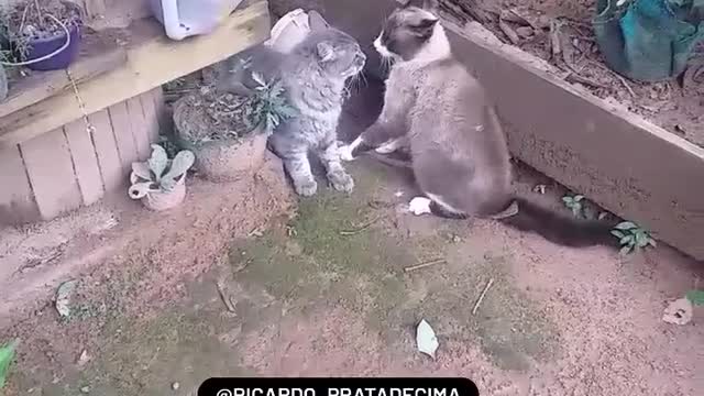Cats arguing