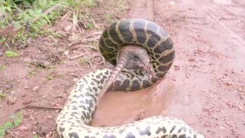 Vida animal da Amazônia Brasil