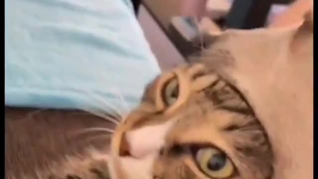Guys look this funny moment when my dog try to eat my cat ðŸ˜ðŸ˜