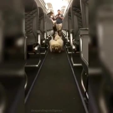 20 hour flights would feel like a breeze if these cuties were on board