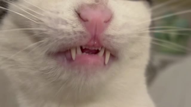 funny cat