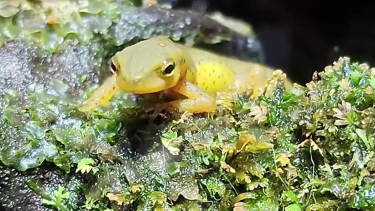 Salamander Care Guide in Under A Minute