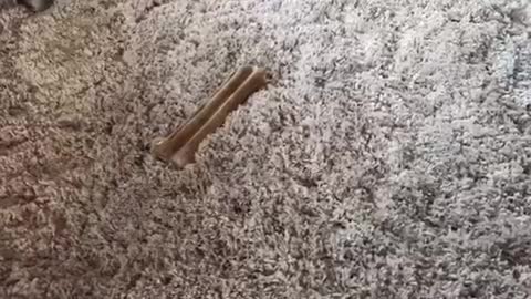 White puppy trying to get brown bone from ground