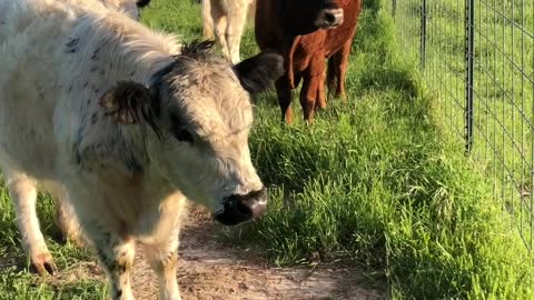 Cows and the Easy Life