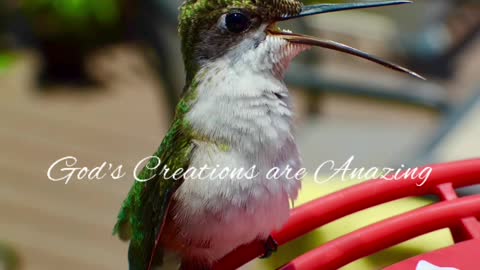 The amazing Hummingbird