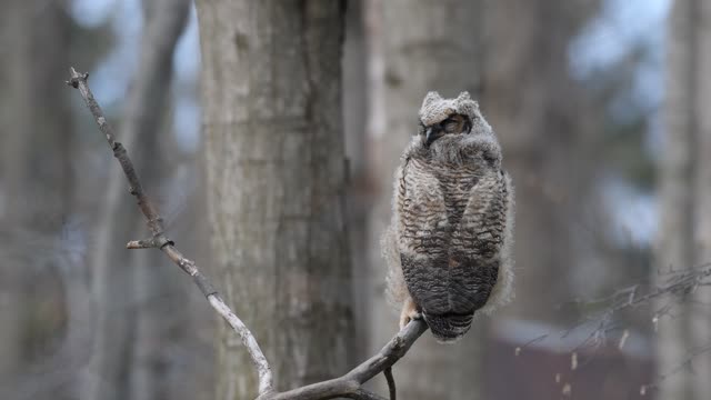 Great Horned Owlet.