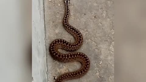 Snake walks along the curb.