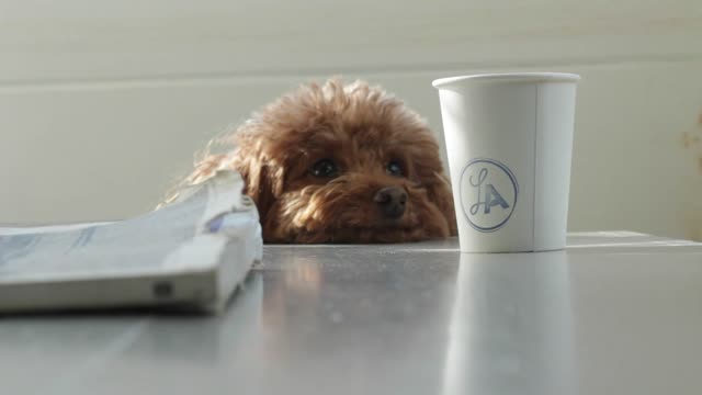 Dog staring at a latte