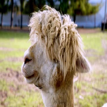 Donald Trump In the animal kingdom