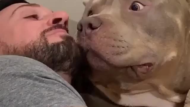 This pitbull did it and guess what happened?