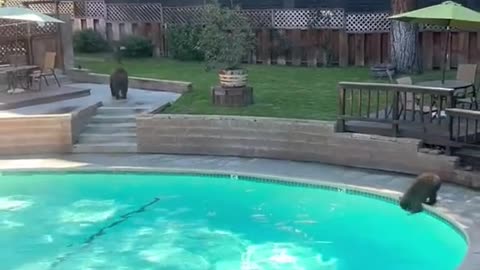 A Bear Takes a Dip in the Pool