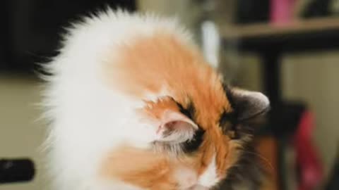 OMG So Cute Cats ♥ Best cute Cat Videos 2021