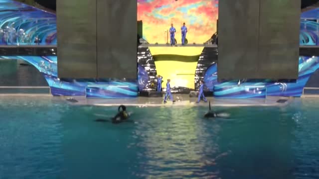 The "One Ocean" Show at SeaWorld