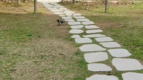 a cute bird(magpie)