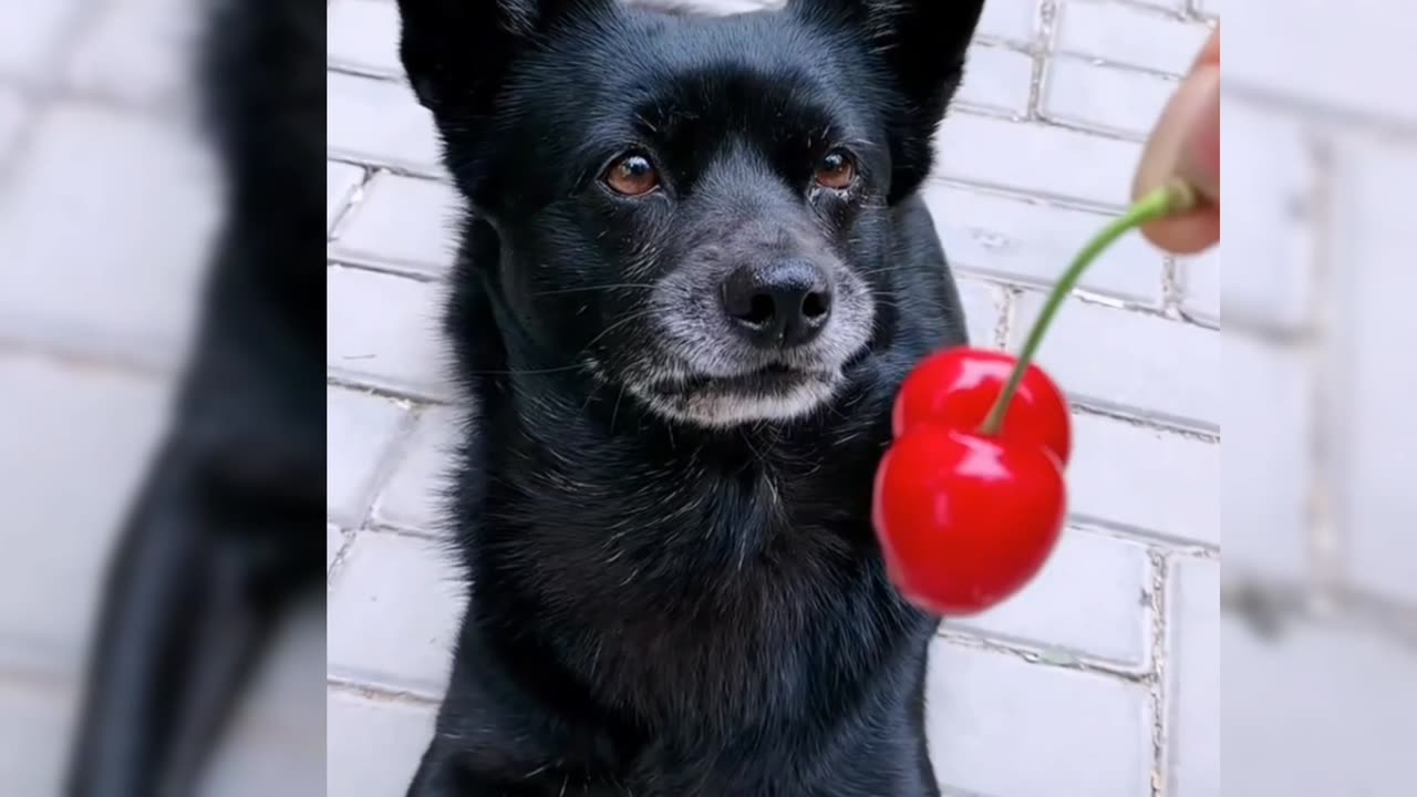 Black Dog don't know how to eat Red cherries