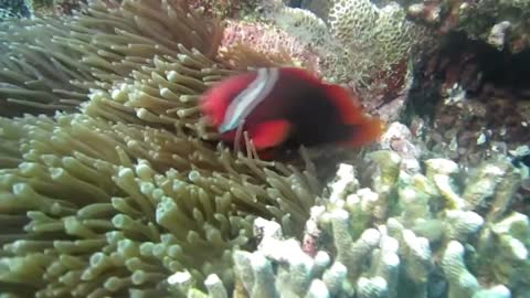 MALE CLOWNFISH SET A CORAL BED FOR HIS DATE