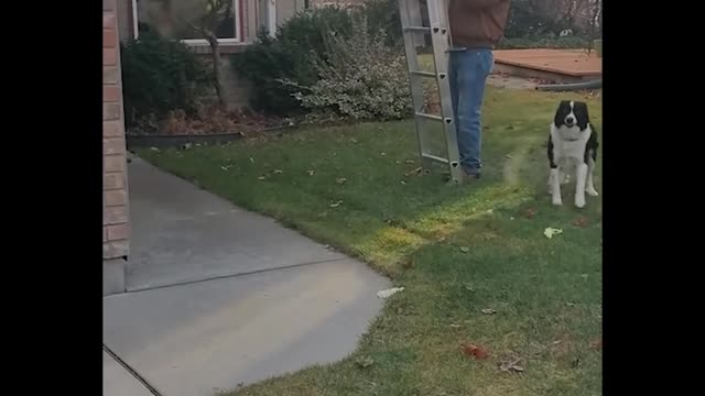 Skilled Doggy Loves To Climb Ladders