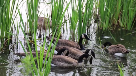 flock-of-goose-eating-on-the-lake-water