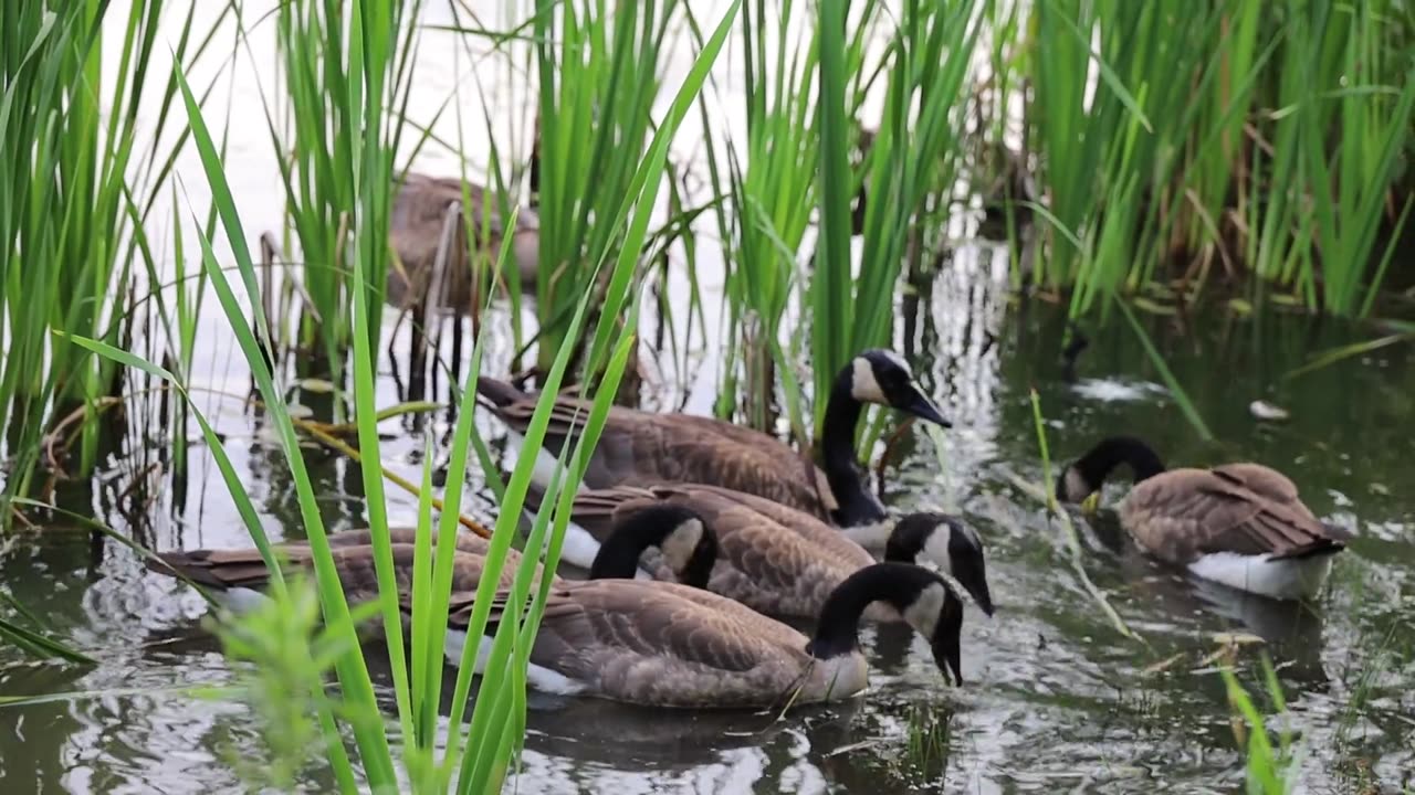 flock-of-goose-eating-on-the-lake-water