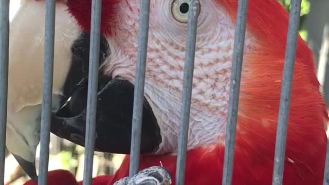 macaw tongue action