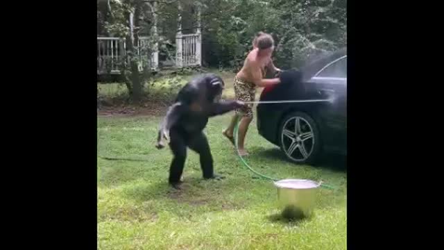 Monkey helps to wash the car