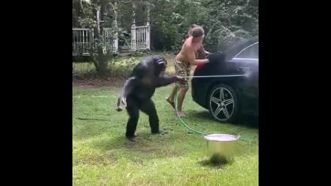 Monkey helps to wash the car