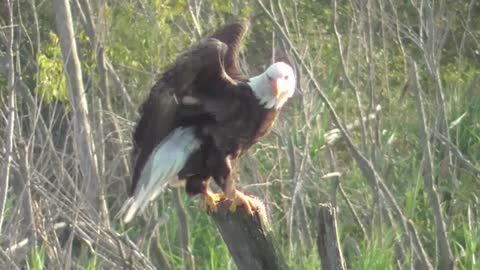 305 Toussaint Wildlife - Oak Harbor Ohio - Eagle Decides To Watch Me