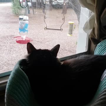 Bessie, Birds & Rain