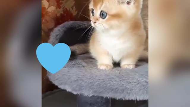 cute cat 🥺