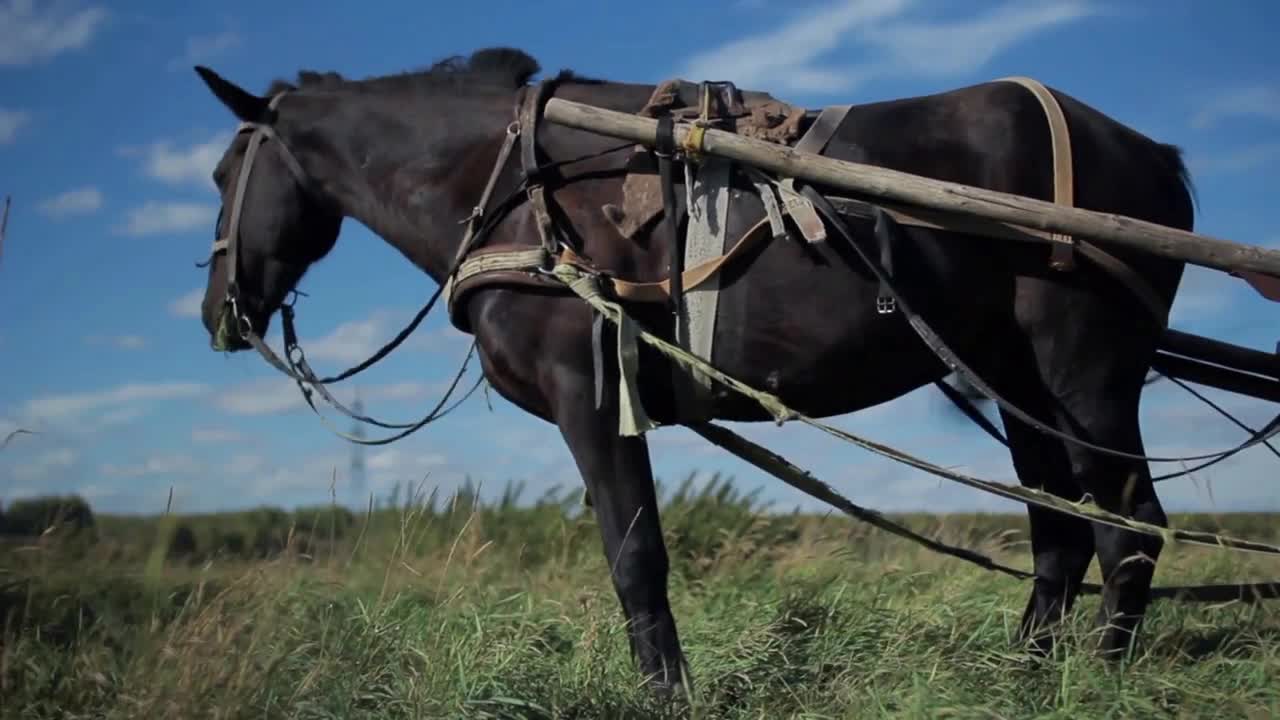 Horse grazing on the green grass during summertime