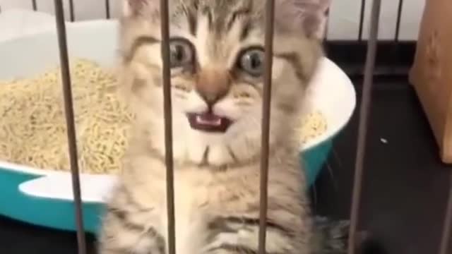 Cute Cat Videos