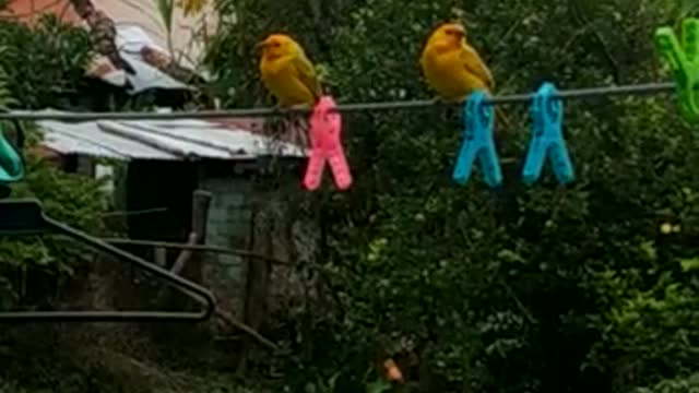 Lindos Canarios