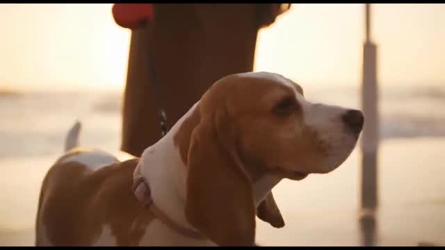My dog is an inseparable part of my life.