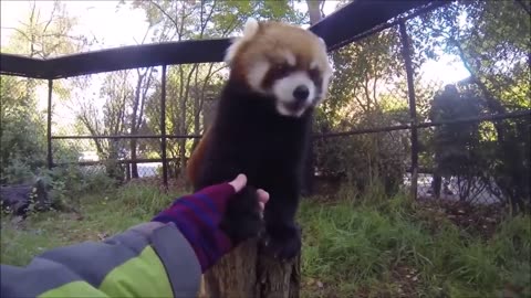 Most Adorable Red Panda - CUTEST Compilation