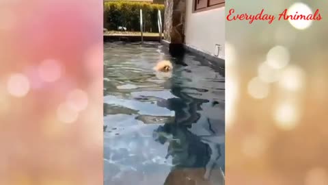Try Not to Laugh - Puppies Edition #8