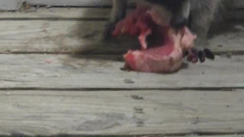 Little Raccoon Eats Yummy Steak