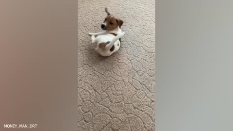 Funniest Animals 2023 ---- Best Dogs and Cats Videos of The Month ----