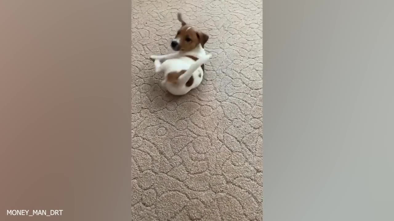 Funniest Animals 2023 ---- Best Dogs and Cats Videos of The Month ----