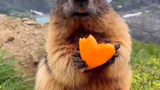 The cutest thing you’ll see today! 🥰 Did you know Marmots hibernate for around 8 months of the year?